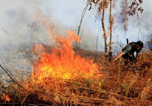 BMKG Ingatkan Waspada Potensi Kebakaran Hutan dan Lahan di Lingga