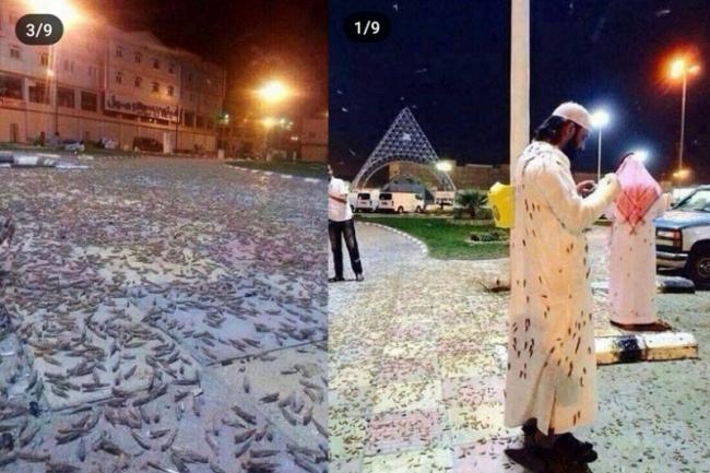 Invasi Jutaan Serangga Ganggu Ibadah Jemaah Indonesia di Makkah