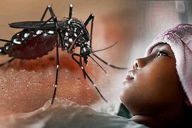 Penderita DBD di Batam Capai 491 Orang, Kadinkes: Itu Normal
