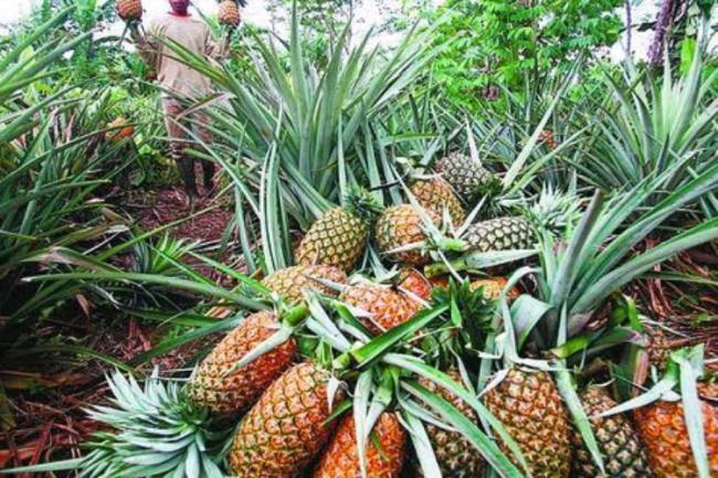 Ekspor Nanas Kundur Terkendala Modal, Dinas Pertanian Karimun Cari Investor