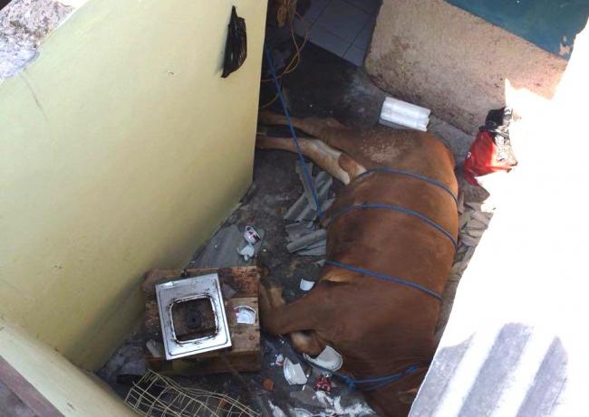 Sapi Kurban Ngamuk Hingga Naik ke Atap Rumah Warga