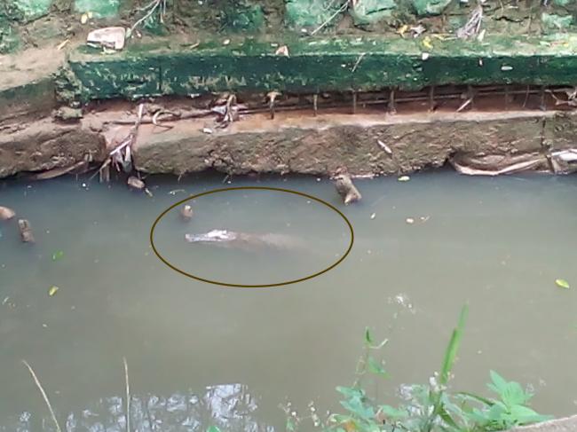 BREAKING NEWS: Kawanan Buaya Berkeliaran di Kawasan Wisata Ocarina Batam Centre