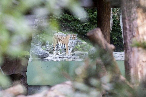 Penjaga Kebun Binatang di Swiss Tewas Diterkam Harimau di Depan Pengunjung