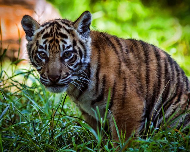 Orang Ini Beli Anak Kucing Rp 104 Juta, Malah Dapat Bayi Harimau Sumatera