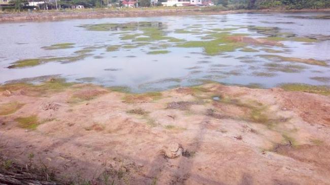 A Lun Kaget Lihat Penampakan Buaya di Waduk Gesek 