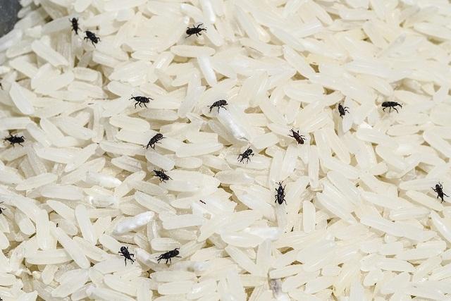 Pasar Murah TPID Pemko Jual Beras Berkutu; Udah Gitu Butek Lagi