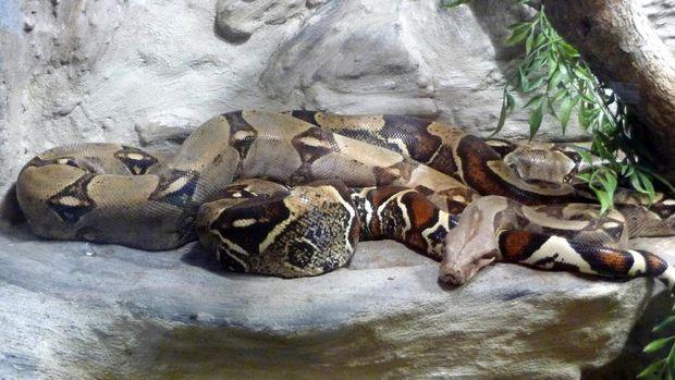 Warga Jodoh Tangkap Ular Piton Berukuran Besar