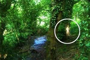 Hantu atau Cahaya? Foto di Hutan Wisata Jadi Berita di Inggris
