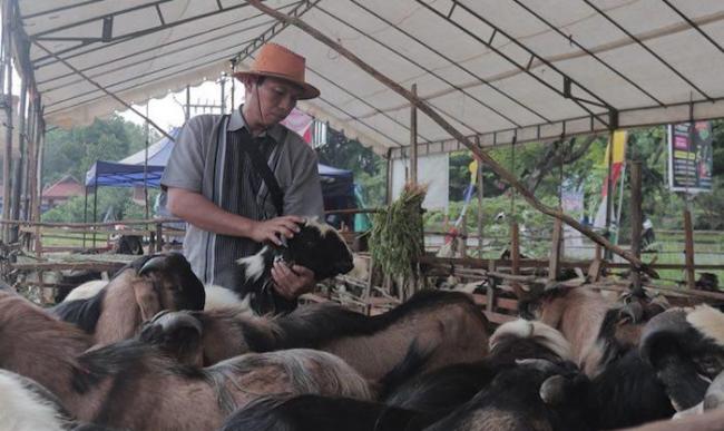 Pedagang Hewan Kurban Incar Caleg di Batam