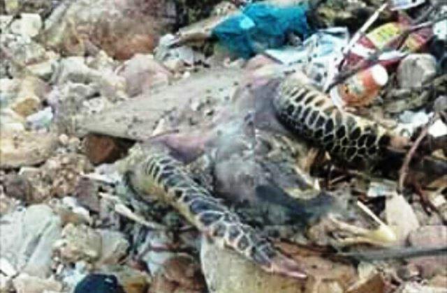 Bangkai Penyu Tanpa Cangkang Terdampar di Pantai Golden Prawn