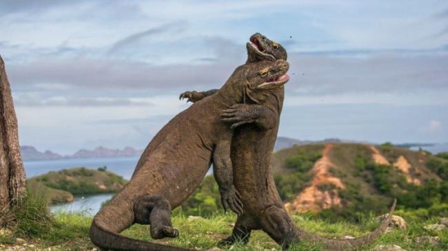 Pulau Komodo Masuk Daftar 10 Destinasi Terbaik Asia