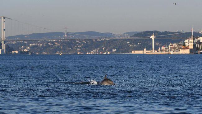 Turki Lockdown, Lumba-lumba Pelesir di Selat Bosphorus 