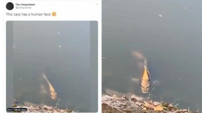 Viral Ikan Berwajah Mirip Manusia Ditemukan di Danau China