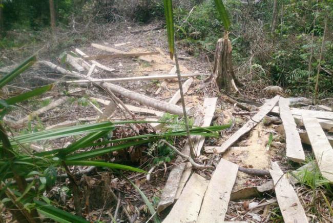 Illegal Logging Marak, Hutan Lindung Gunung Kijang Rusak Parah