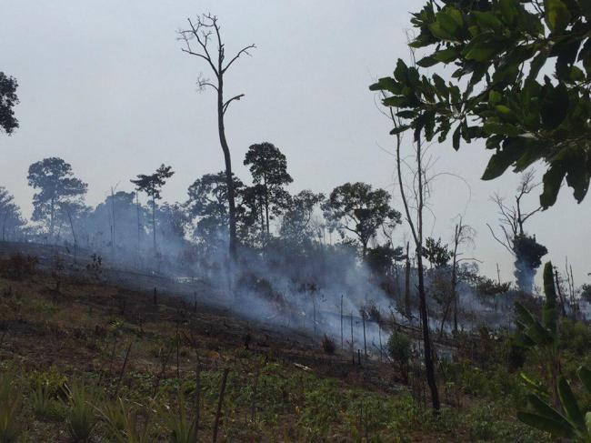 Kawasan Hutan Tanjung Pinggir Kembali Terbakar