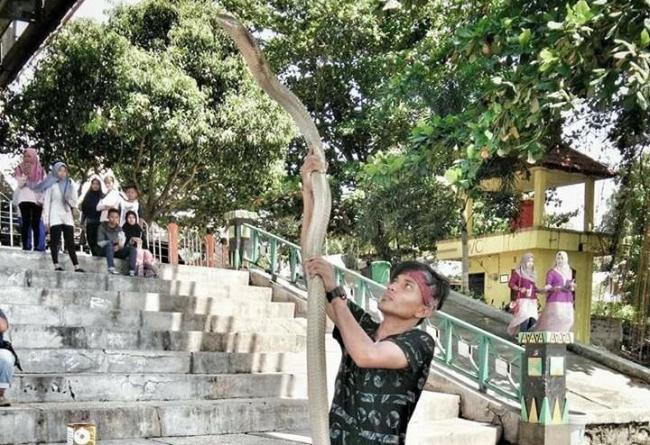 Yakin Mati Suri, Keluarga Pemuda Tewas Dipatuk King Cobra Jalani Ritual Ini