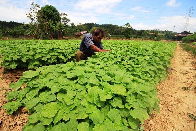 Begini Langkah Pemerintah Batam Sikapi Jebloknya Harga Bayam
