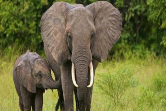 Diinjak 5 Ekor Gajah Liar, Seorang Pria di Thailand Tewas