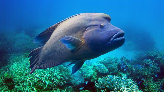 Ikan Napoleon, Raksasa Penjaga Terumbu Karang Muncul di Riau 
