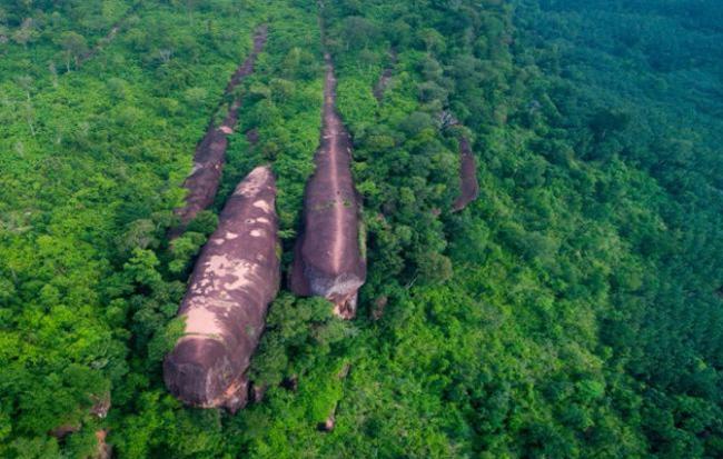 Ada `Paus Raksasa` Berenang di Hutan Thailand