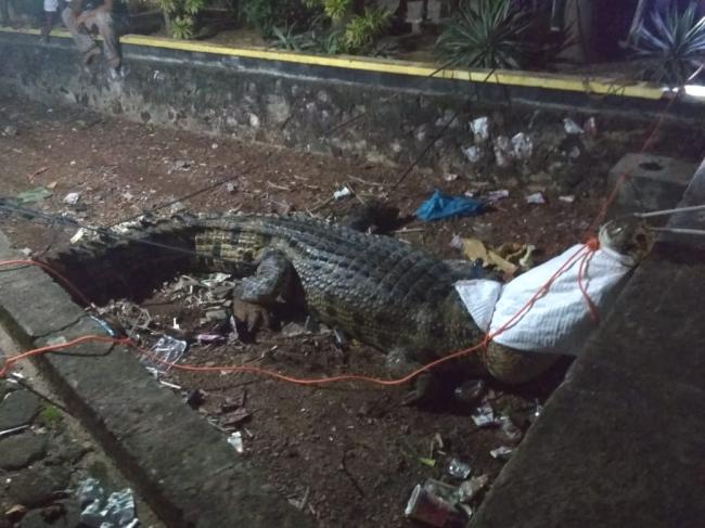 Buaya Berukuran 4 Meter Ditangkap Warga Mepar 