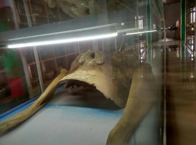 Ada Kerangka Gajah Mina di Museum Linggam Cahaya Daik