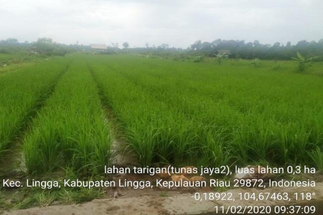 Petani Padi Sawah Panggak Darat Bakal Panen Lagi Akhir Tahun