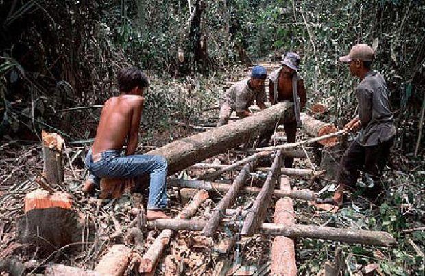 Polres Bintan Gandeng Pakar Kehutanan Hitung Kerugian Negara di Hutan Sei Jago