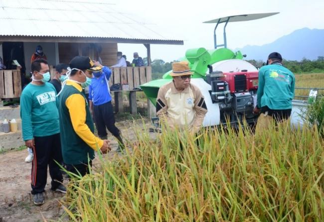 Panen Padi di Panggak Darat, Alias Wello: Sekarang Tembus 6,2 Ton per Hektare