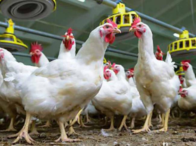 Panas Ekstrem Landa Inggris, Ribuan Ayam Mati Terpanggang