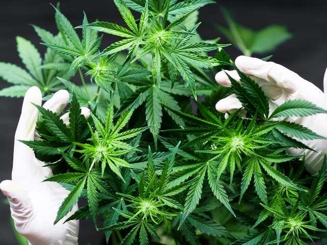 Mentan Cabut Keputusan Ganja Masuk Komoditas Tanaman Obat