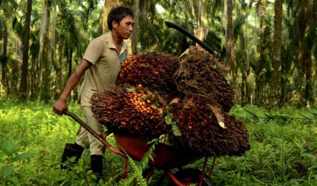 India dan Tiongkok Kurangi Permintaan, Harga Produk Sawit Terus Merosot   