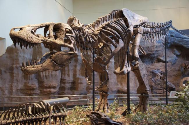 Kerangka Dinosaurus Terjual 2 Juta Dolar