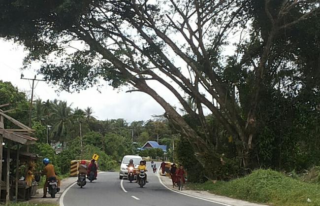 Pohon Besar di Ranai Ini Siap Mencabut Nyawa Pengendara Bermotor