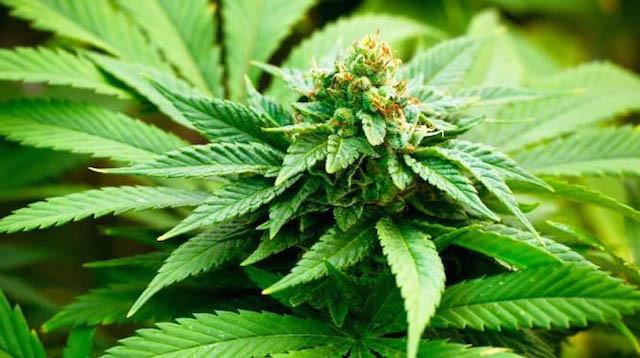 Malaysia Pertimbangkan Legalisasi Mariyuana untuk Medis