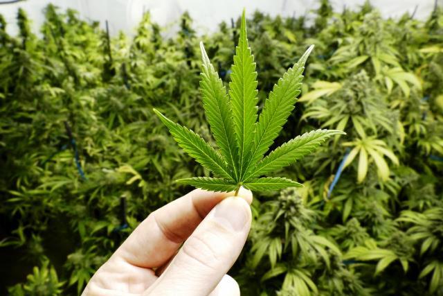 Thailand Resmi Legalkan Ganja untuk Kesehatan