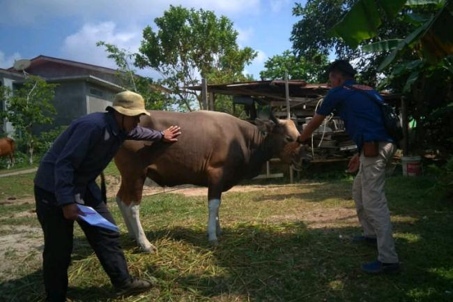DPKP Pastikan Hewan Kurban di Lingga Aman dari Penyakit Zoonosis