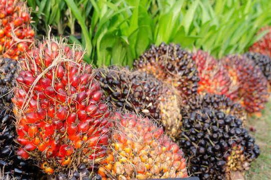 Malaysia Rebut Pasar Ekspor Sawit Terbesar Indonesia di India