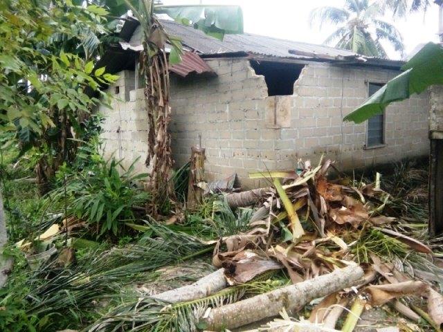 Braaaak! Pohon Kelapa 27 Meter Timpa Rumah di Teluk Mata Ikan