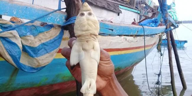 Kronologi Nelayan di Rote Ndao Temukan Bayi Hiu Berwajah Mirip Manusia