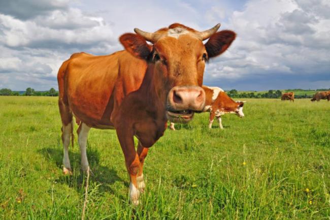 Sebabkan Kematian, Brucellosis Sapi Bisa Jangkiti Manusia