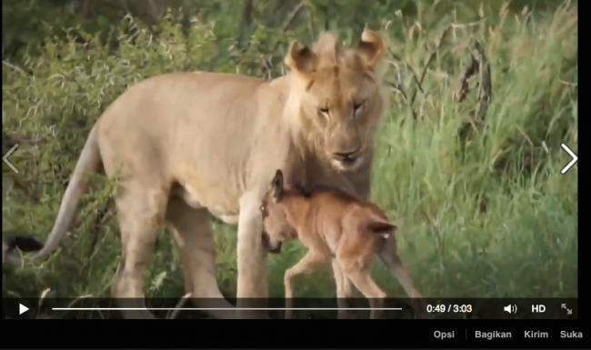 [VIDEO] Induk Singa Selamatkan Anak Lembu dari Serangan Singa Lapar