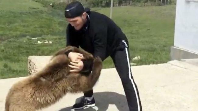 Khabib Vs Beruang, Siapa Pemenangnya?