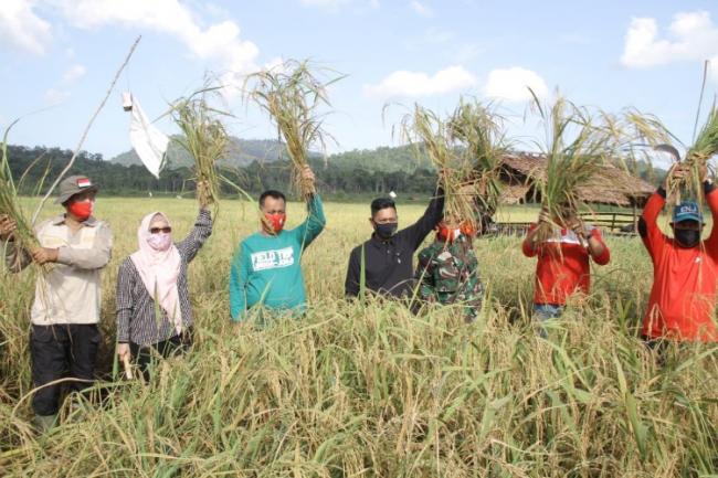 Panen Padi di Sei Besar, Alias Wello: Hasilnya Meningkat