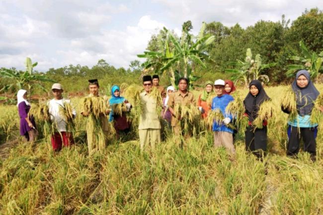 Petani Padi Sungai Besar di Lingga Panen Dibalik Sawah Terbengkalai