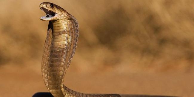 Selalu Dianggap Sama, Ini 4 Perbedaan Ular Kobra dan King Cobra