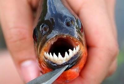 [VIDEO] Gadis di Brasil Ini Memancing Ikan Piranha dengan Usus 