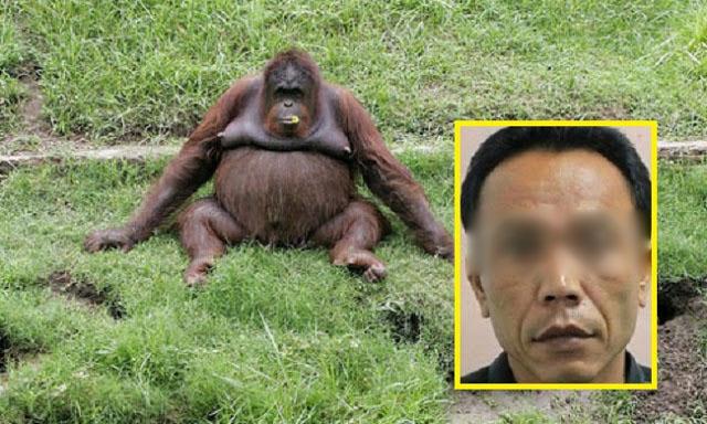 Terungkap! Kehamilan Orang Utan di Surabaya Diduga Diperkosa Petugas Kebun Binatang