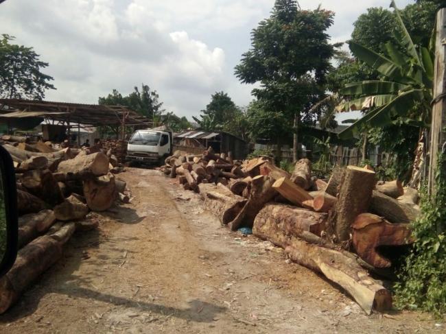 Terungkap, Gudang Kayu di Batam Diduga Hasil Pembalakan Liar 
