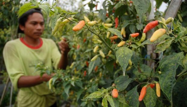 Tekan Harga, Disperindag Batam Pilih Berdayakan Petani Cabai di Barelang